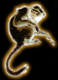 Японский гороскоп Monkey
